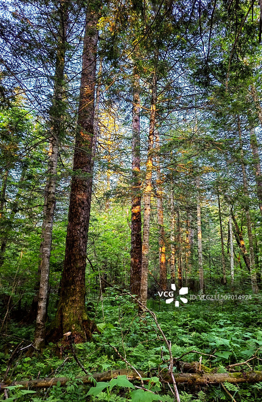 晚霞照射下的森林——拍摄于长白山地下森林图片素材