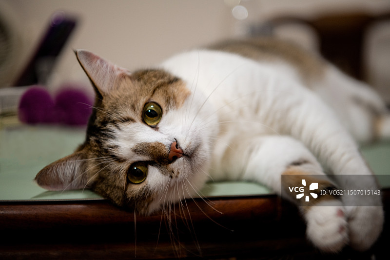 一只大眼睛狸花猫慵懒地横躺在餐桌上图片素材