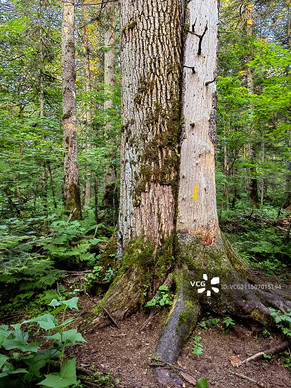 夫妻树——拍摄于长白山地下森林图片素材
