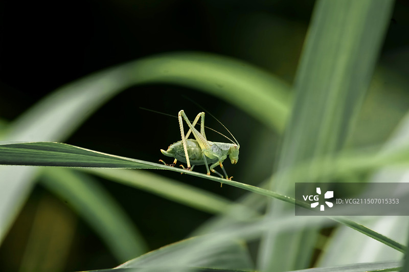 绿蝈蝈图片素材