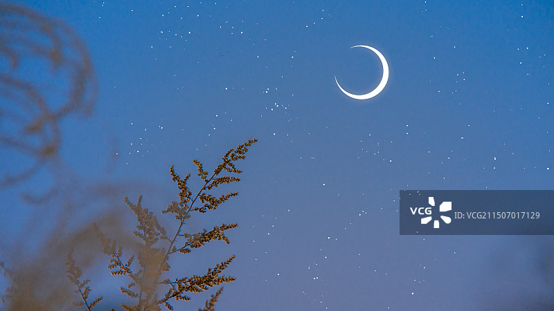 月亮星空下野草植物的低视角视图图片素材