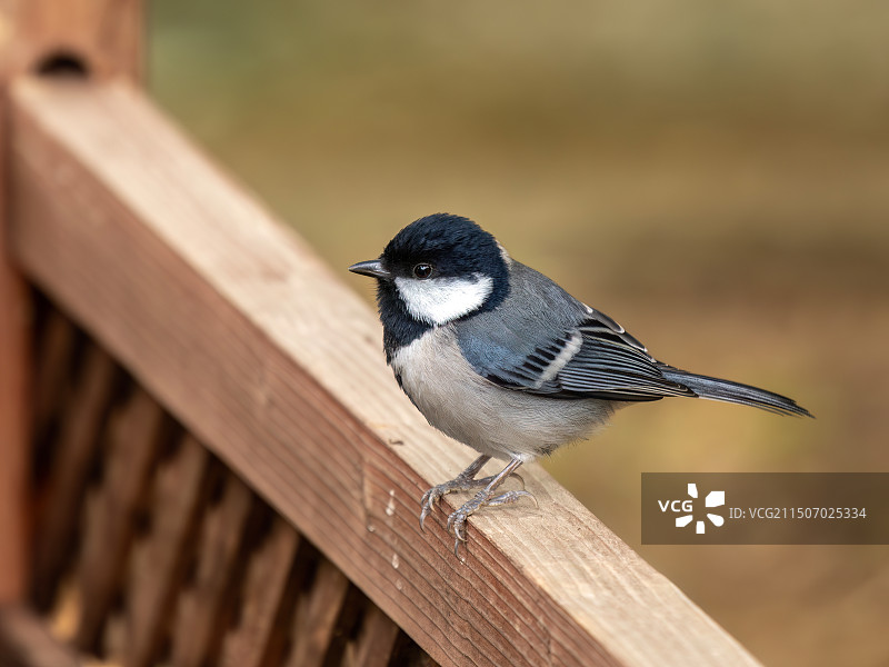 苍背山雀图片素材