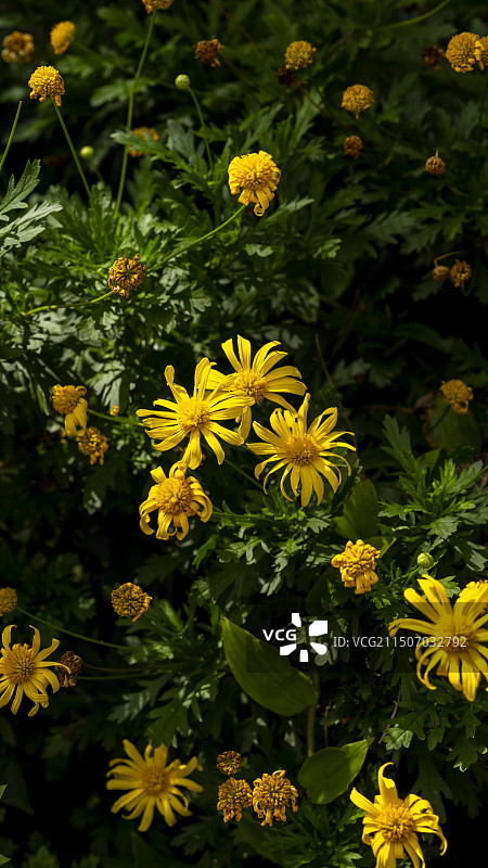 菊花特写图片素材