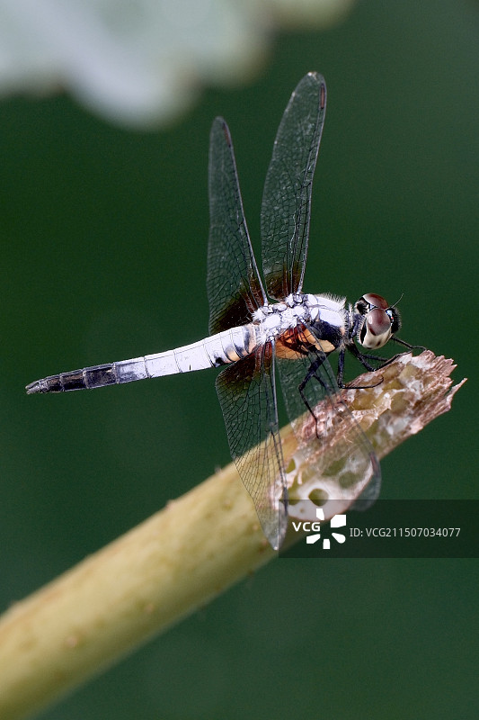 蜻蜓特写图片素材