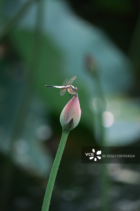 荷花上的蜻蜓特写图片素材