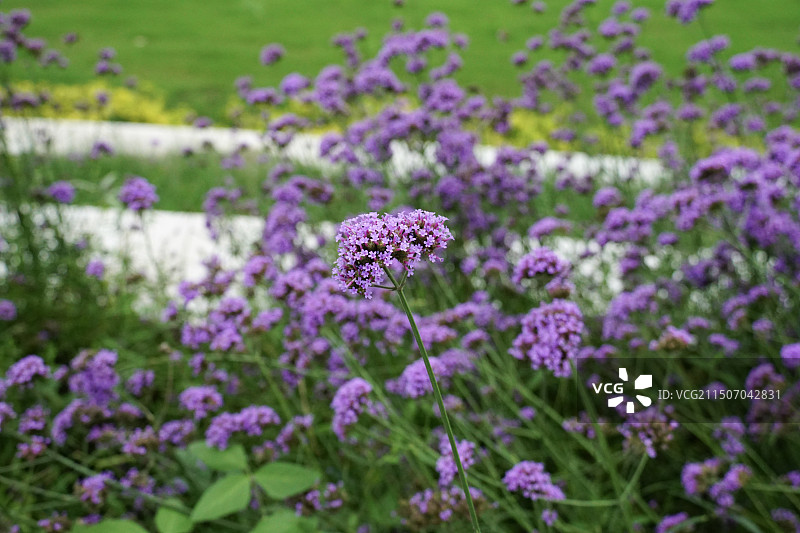 紫色花丛图片素材