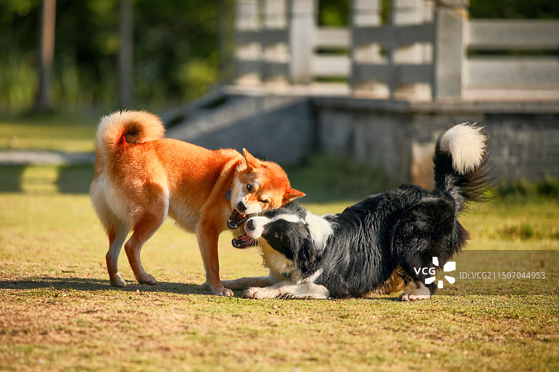 两只狗在玩耍图片素材