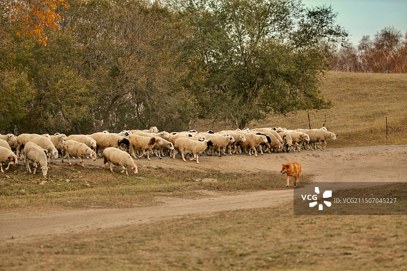 牧羊-牧羊犬图片素材