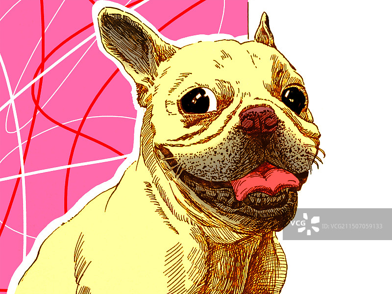 狗狗头像沙皮狗斗牛犬图片素材