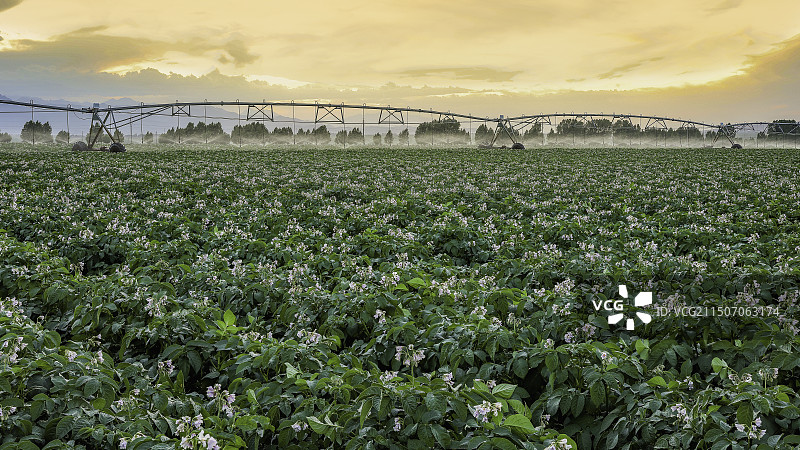 夕阳下马铃薯基地喷灌图图片素材