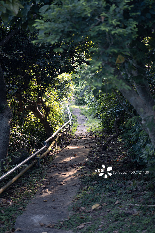 鹤咀林间小径图片素材