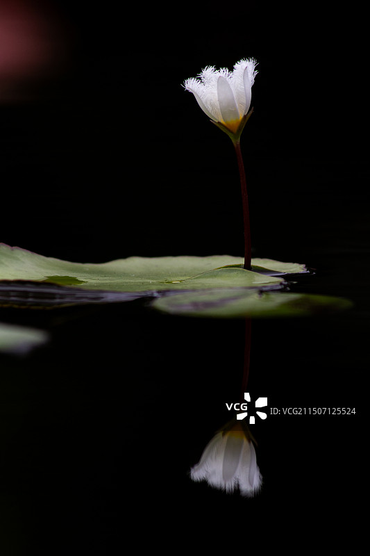 黑色背景下盛开的金银莲花特写镜头图片素材