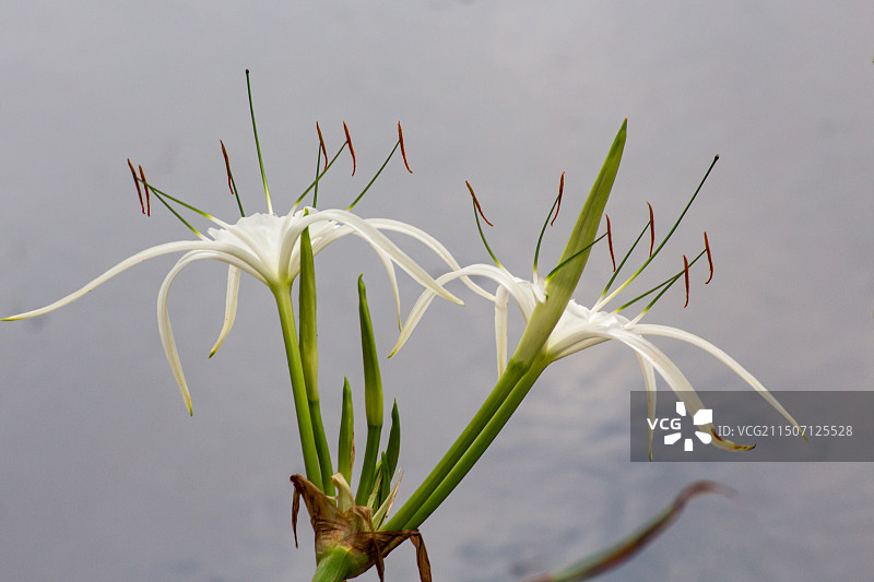 白色开花植物特写镜头图片素材