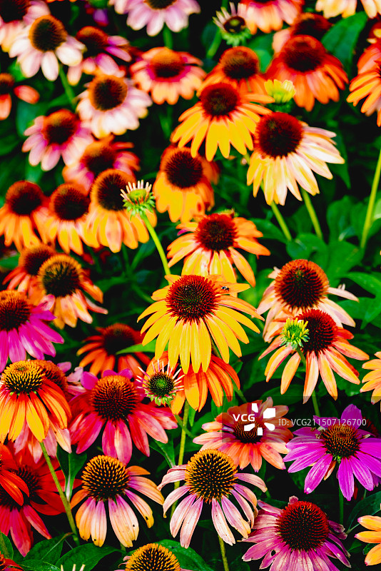 避暑山庄荷花图片素材