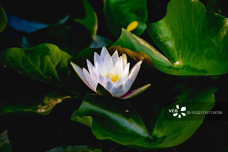 避暑山庄荷花图片素材