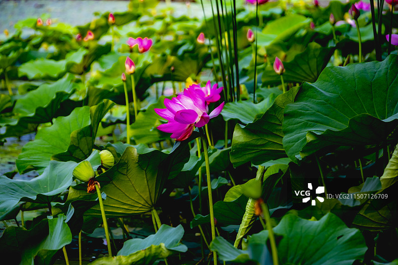 避暑山庄荷花图片素材