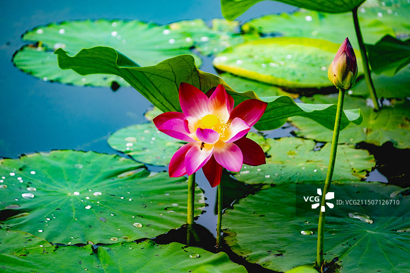 避暑山庄荷花图片素材