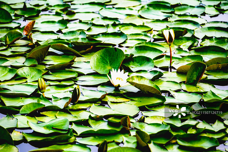 避暑山庄荷花图片素材