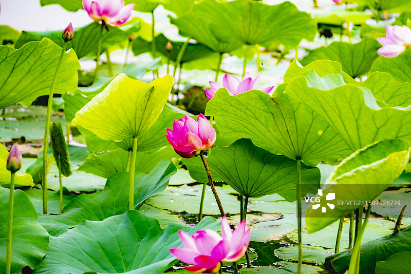 避暑山庄荷花图片素材