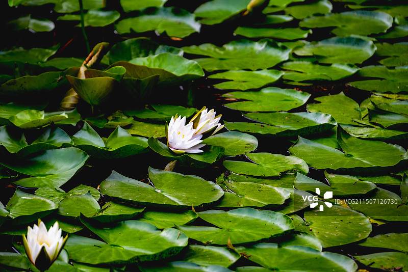 避暑山庄荷花图片素材
