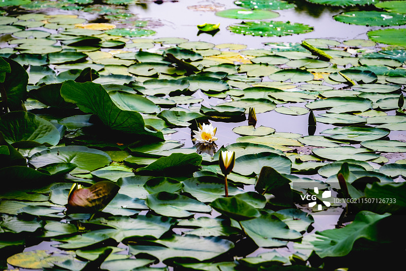避暑山庄荷花图片素材