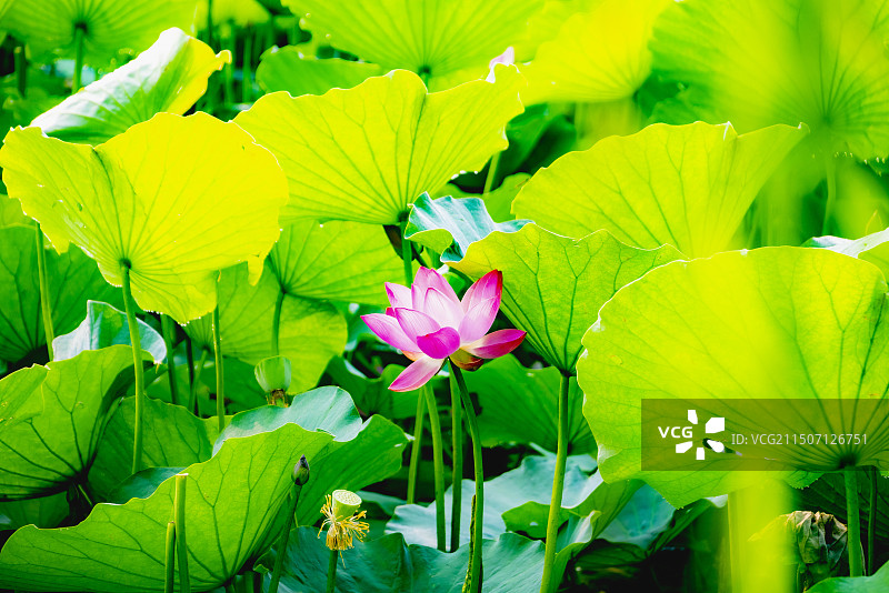 避暑山庄荷花图片素材