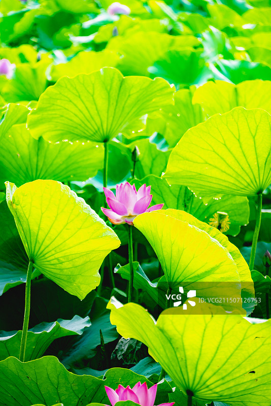 避暑山庄荷花图片素材