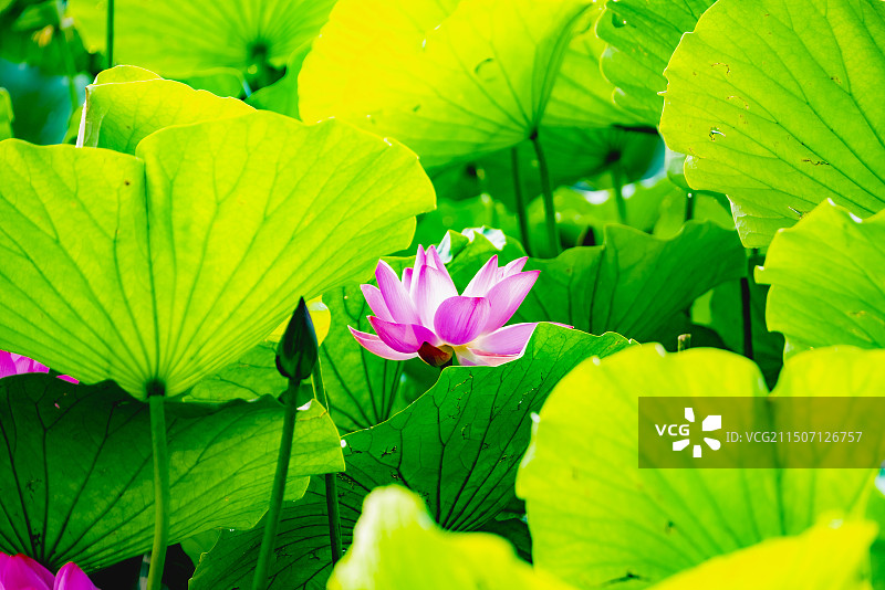 避暑山庄荷花图片素材