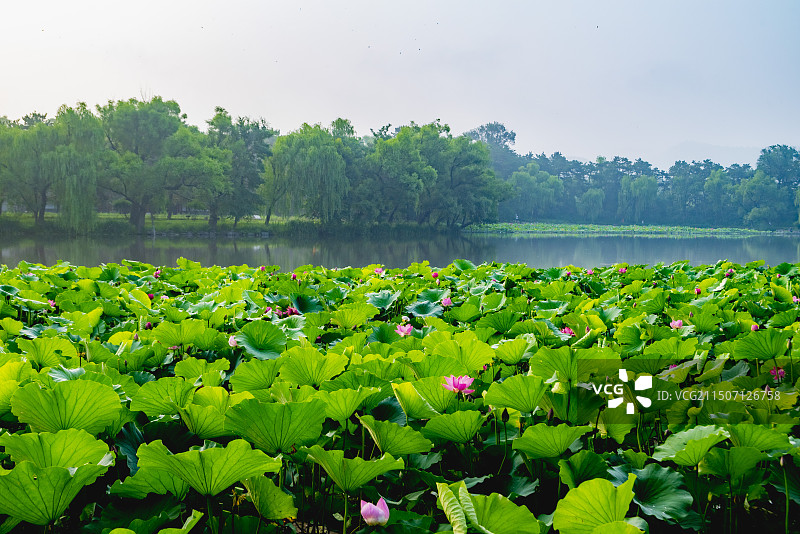 避暑山庄荷花图片素材