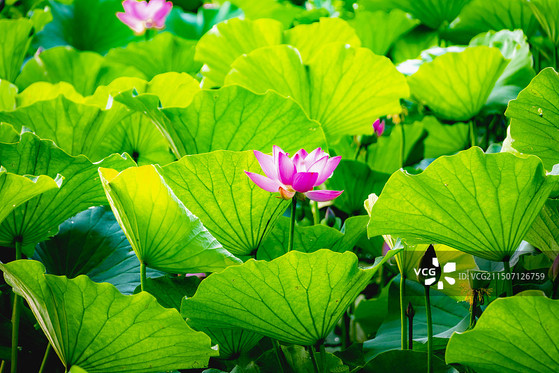 避暑山庄荷花图片素材