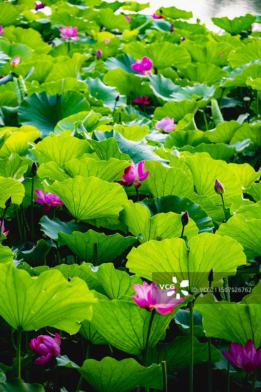 避暑山庄荷花图片素材