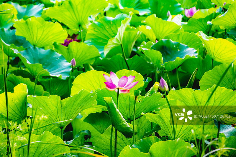 避暑山庄荷花图片素材