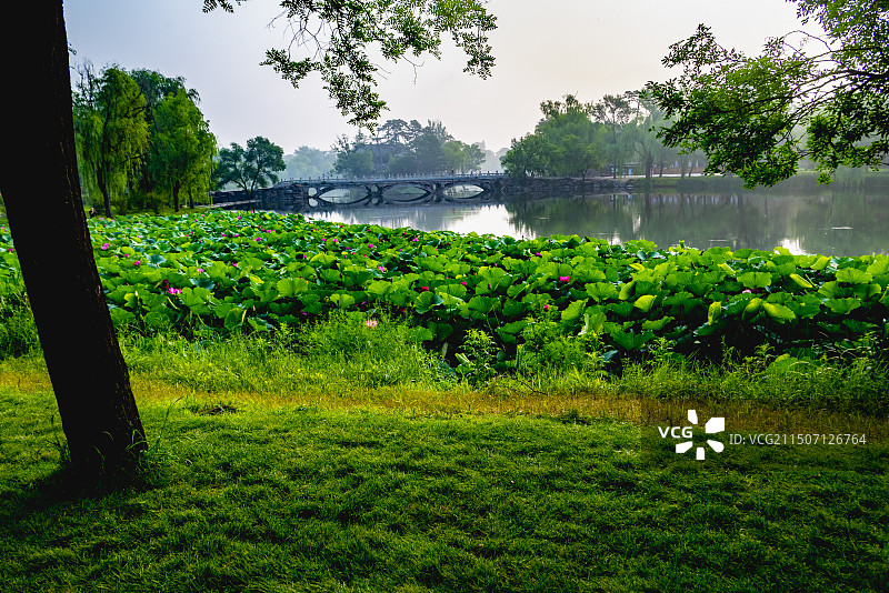 避暑山庄荷花图片素材