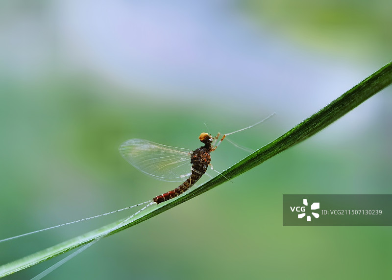 蜉蝣图片素材