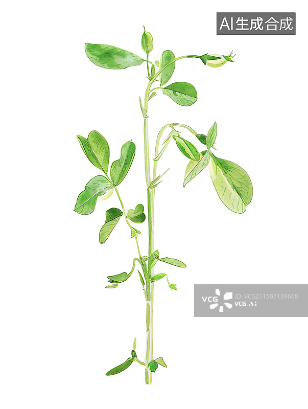 【AI数字艺术】豆苗图片素材