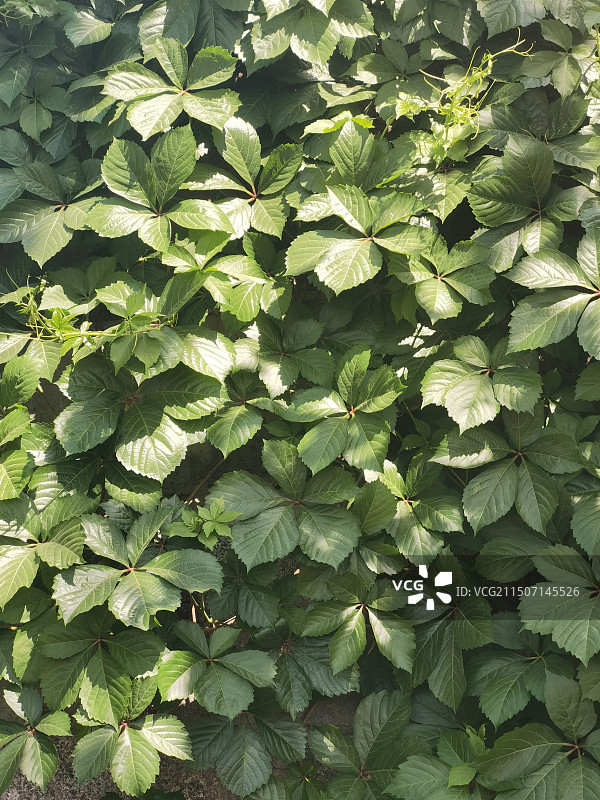 五叶地锦（爬山虎）的叶子图片素材