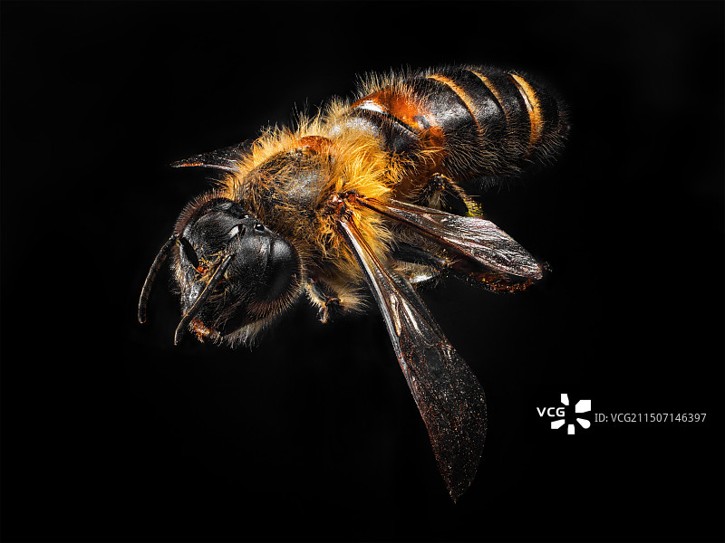 蜜蜂黑背景微距图片素材