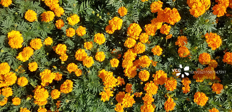 金色万寿菊图片素材