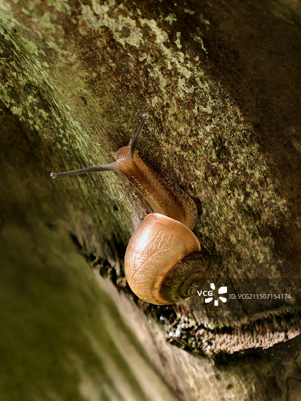 蜗牛图片素材