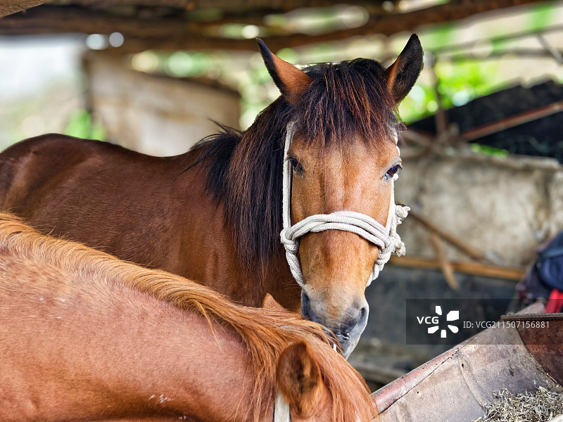 关山牧场马的特写镜头图片素材