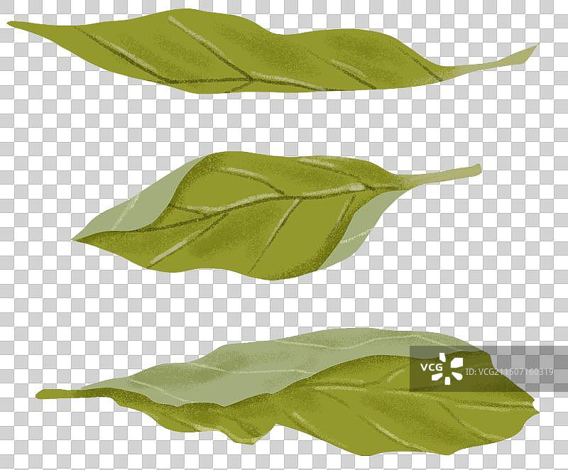 薄荷桑叶草药图片素材