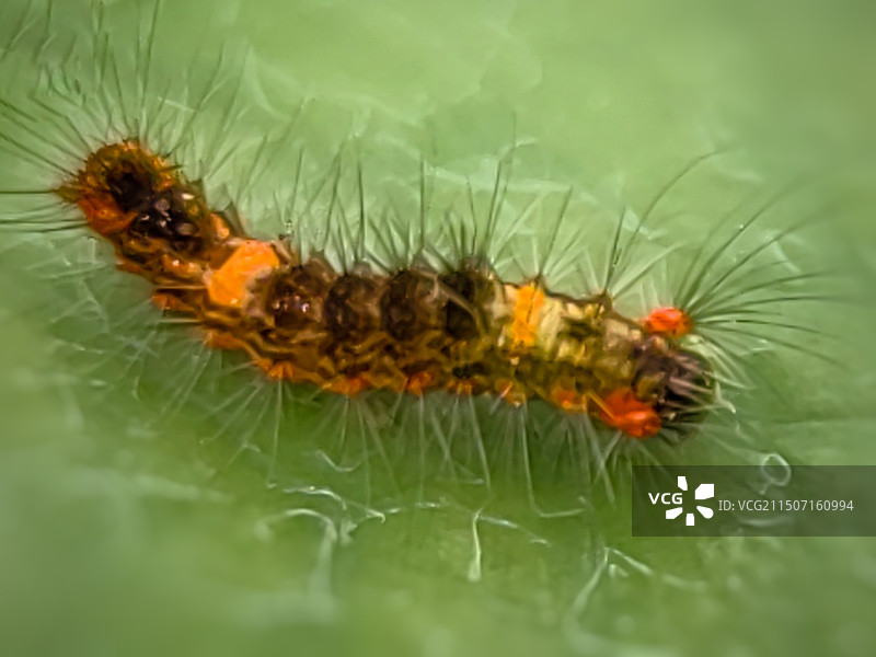 毛毛虫特写镜头图片素材