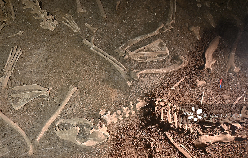 淄博博物馆殉马坑遗骨图片素材