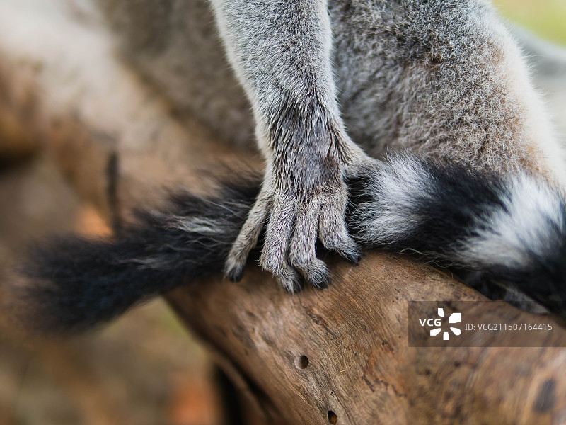 狐猴的手尾特写图片素材