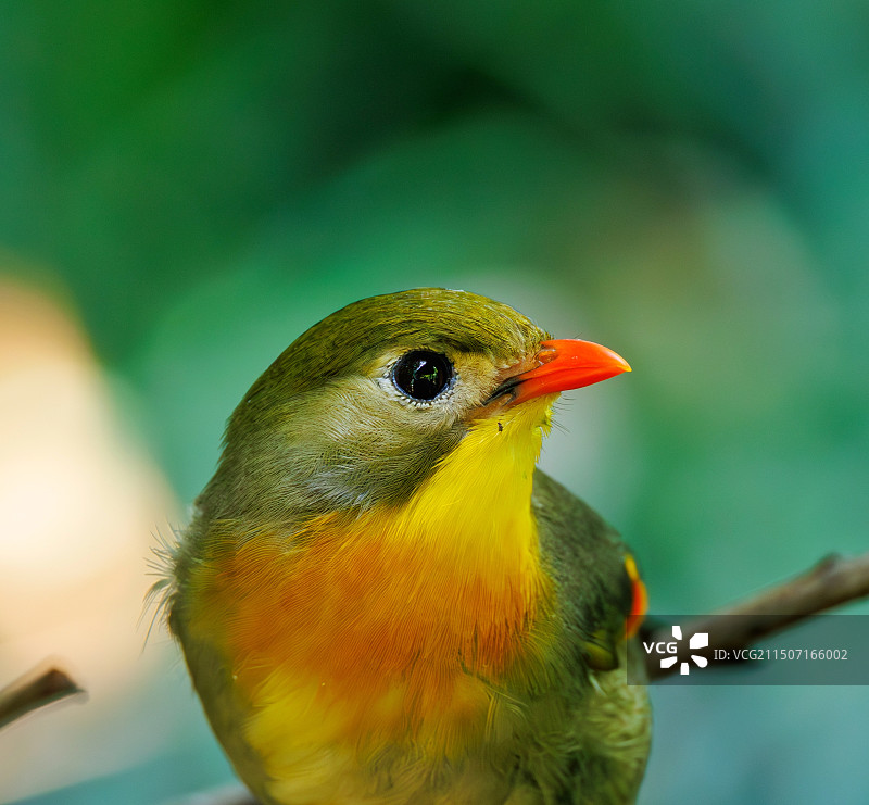 红嘴相思鸟面部特写图片素材
