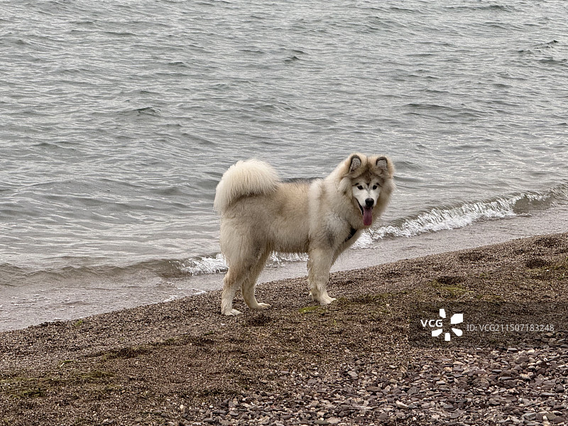 海边的阿拉斯加雪橇犬图片素材