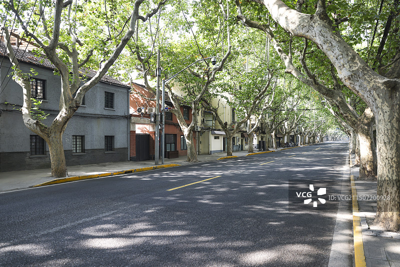 绿色法桐树荫的柏油路图片素材