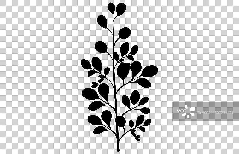 金合欢树叶和花朵剪影图片素材