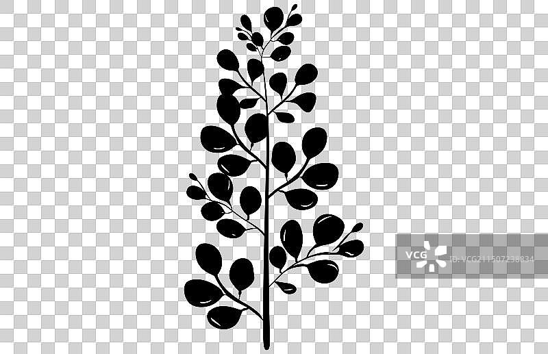 金合欢树叶和花朵剪影图片素材