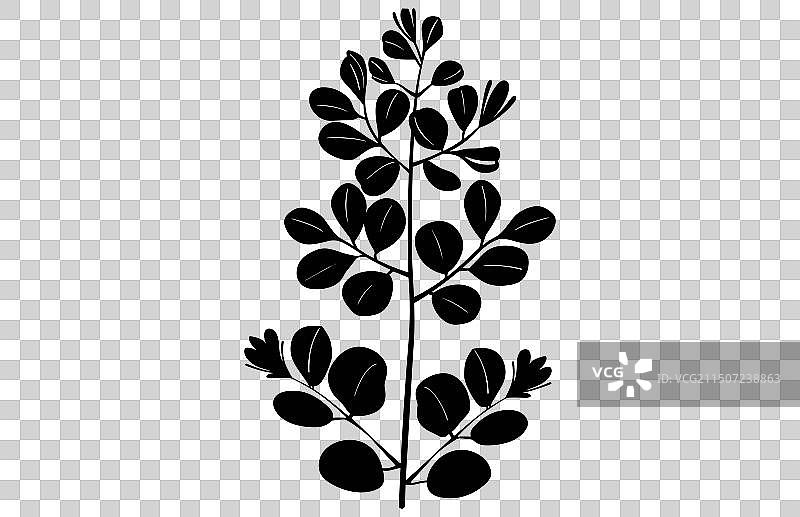 金合欢树叶和花朵剪影图片素材